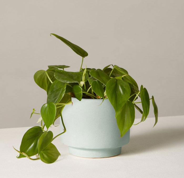 Our Favorite Houseplants