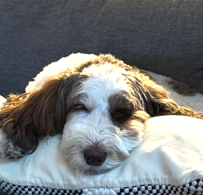 Pet Home Customizations